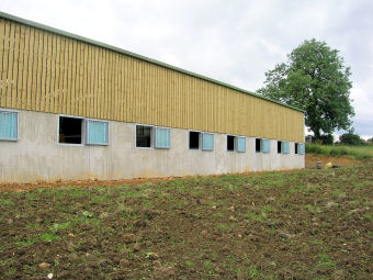 American horse barns.