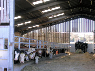 Steel framed building for livestock.
