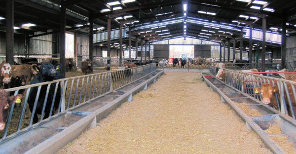 Steel framed building for livestock.